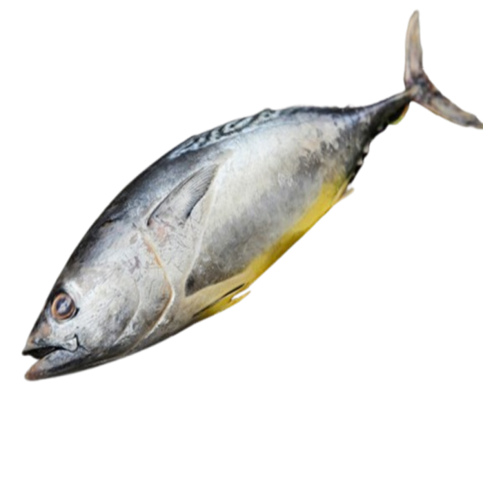 Tuna Fish (টুনা মাছ)