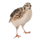 Quail Bird (কোয়েল পাখি) RTC