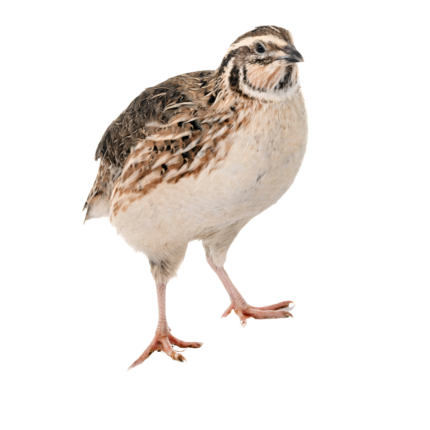 Quail Bird (কোয়েল পাখি) RTC