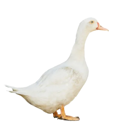 Beijing Duck (হাঁস)