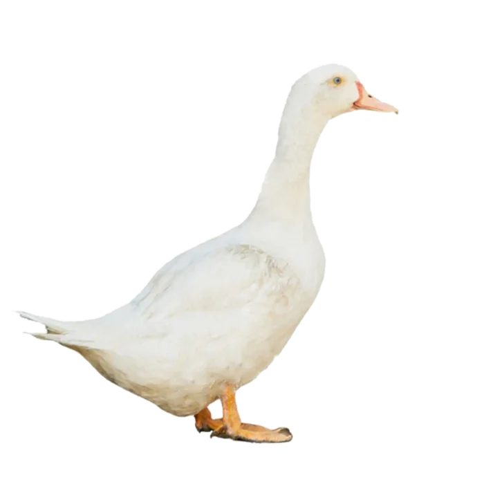 Beijing Duck (হাঁস)